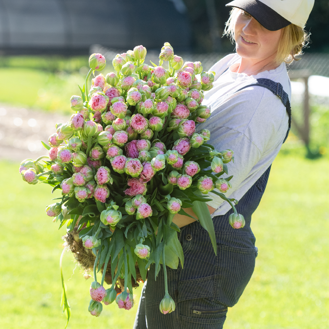Strawberry Cream Tulip Bunch