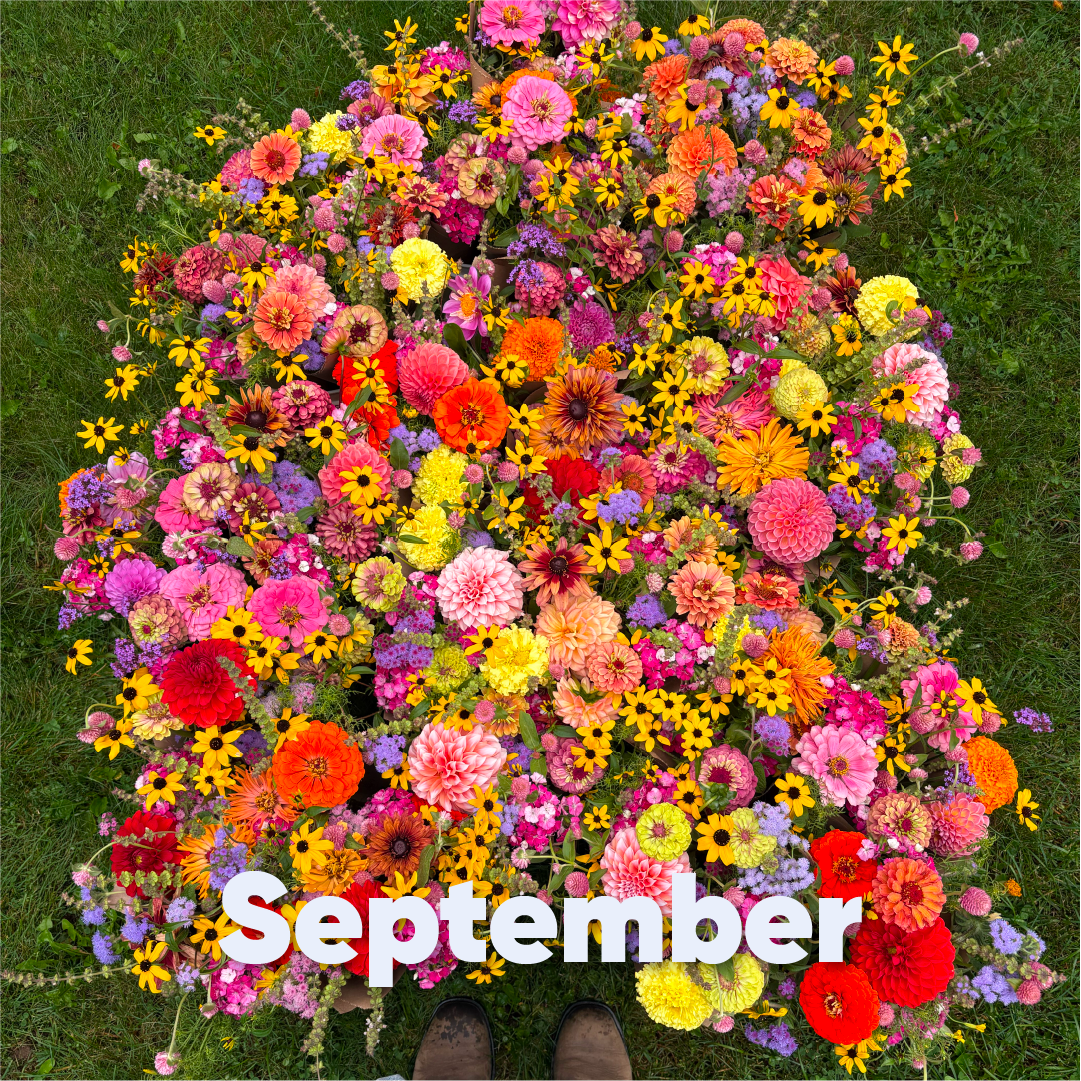 Bouquet Subscription With Pick Up