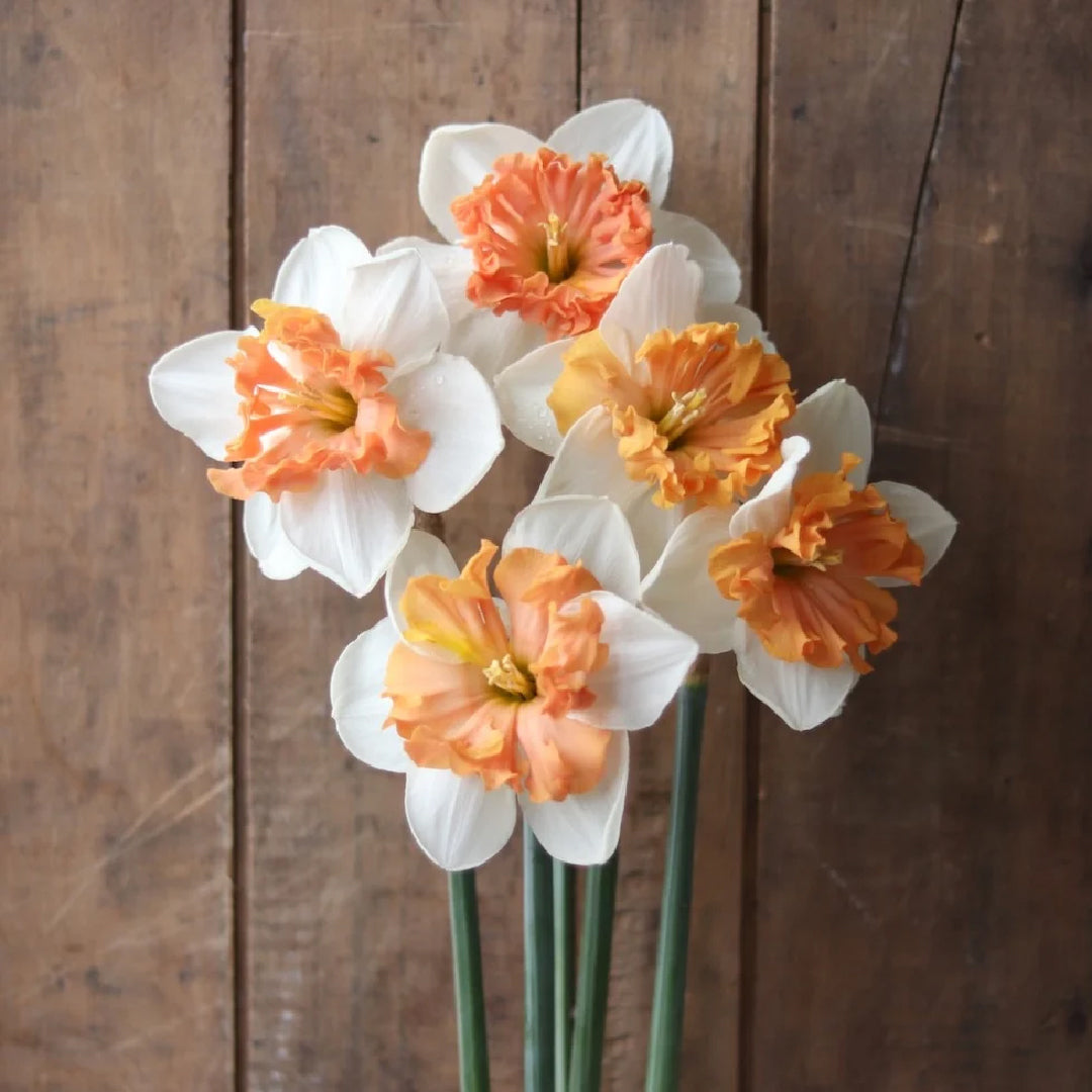 Mammoth Mountain Daffodil