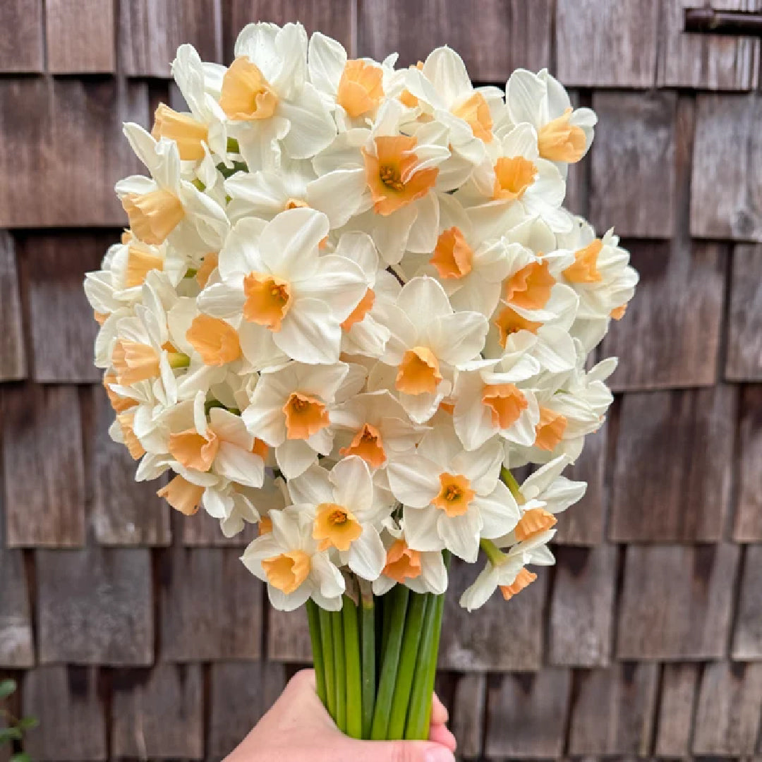 Kapiti Peach Daffodil