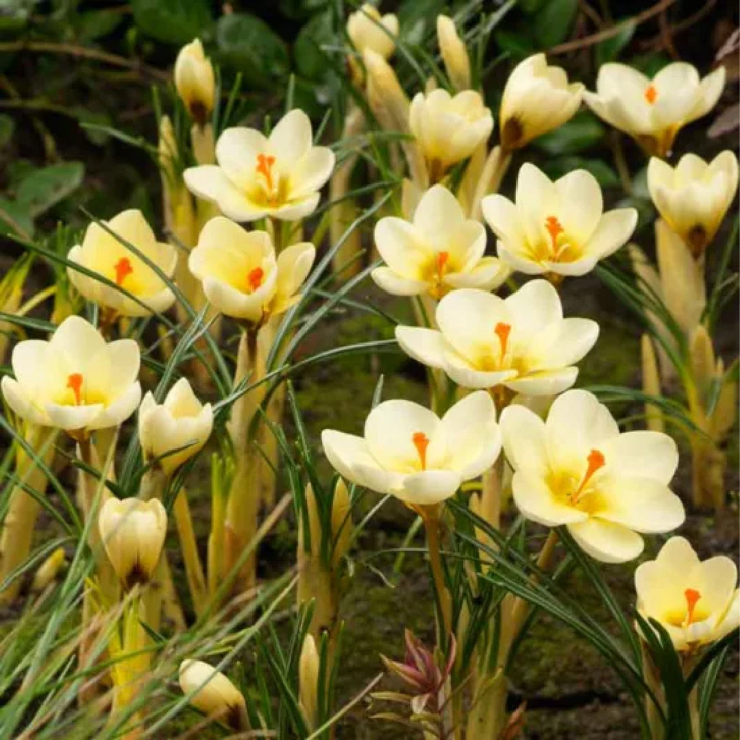 Snow Crocus Cream Beauty