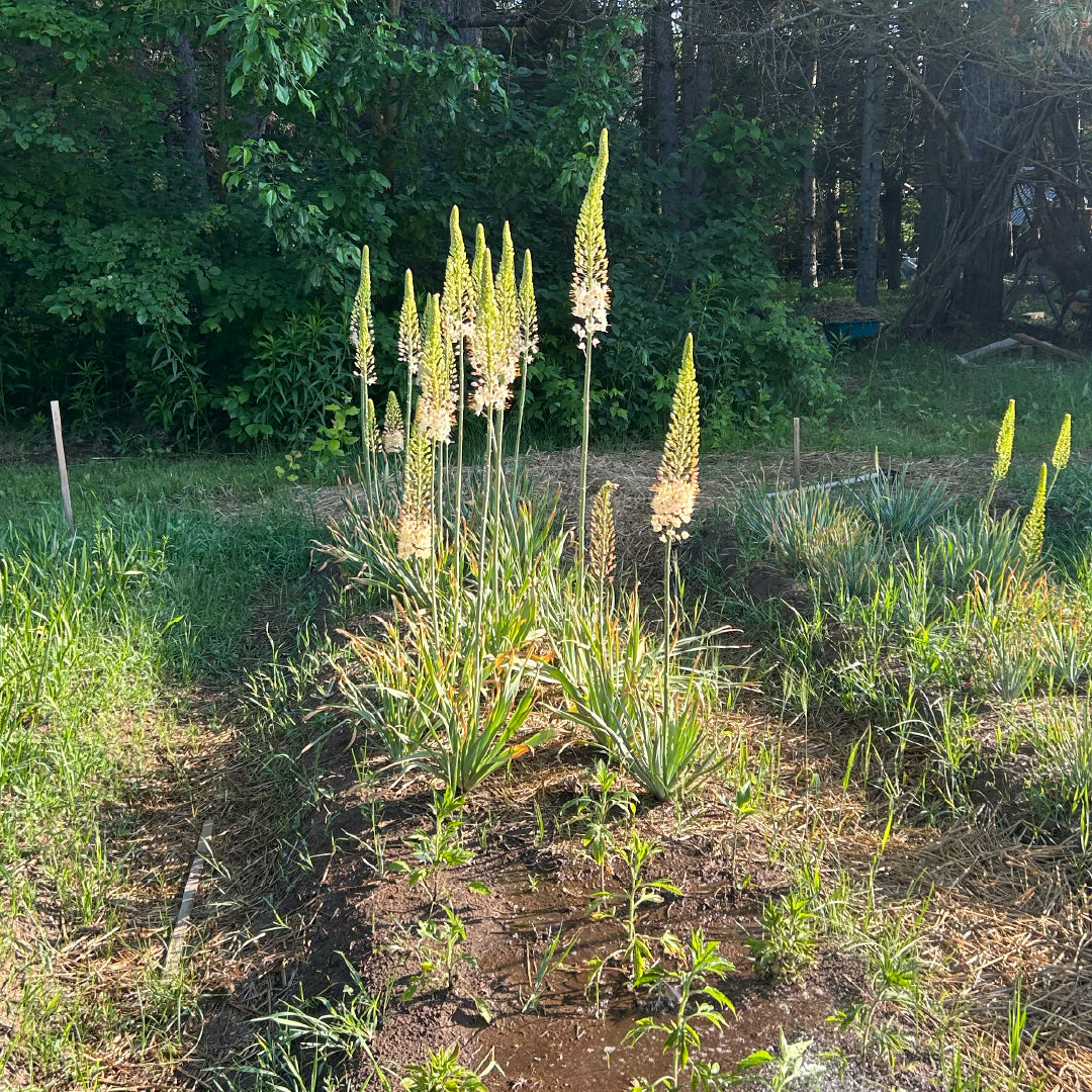 Foxtail Lilies Pink