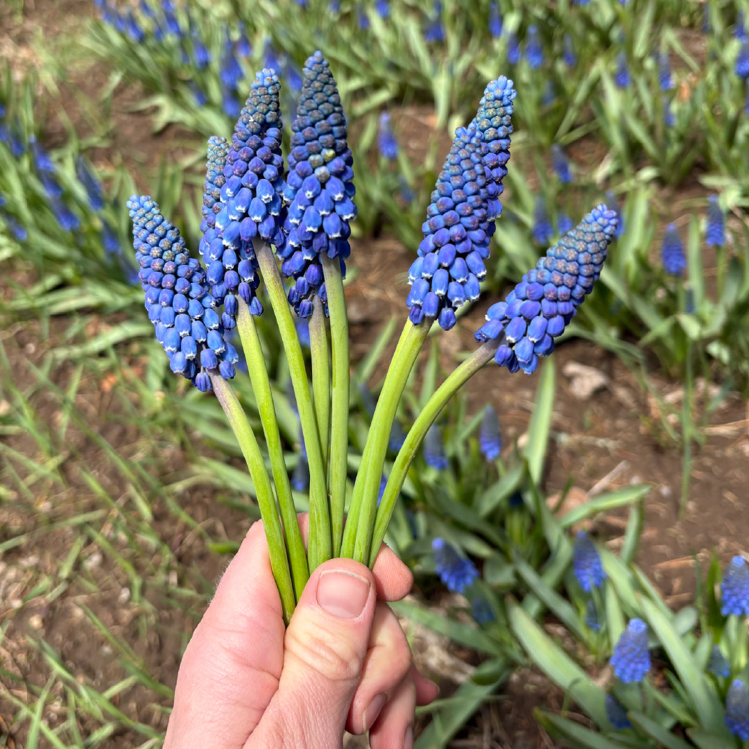 Muscari Mix