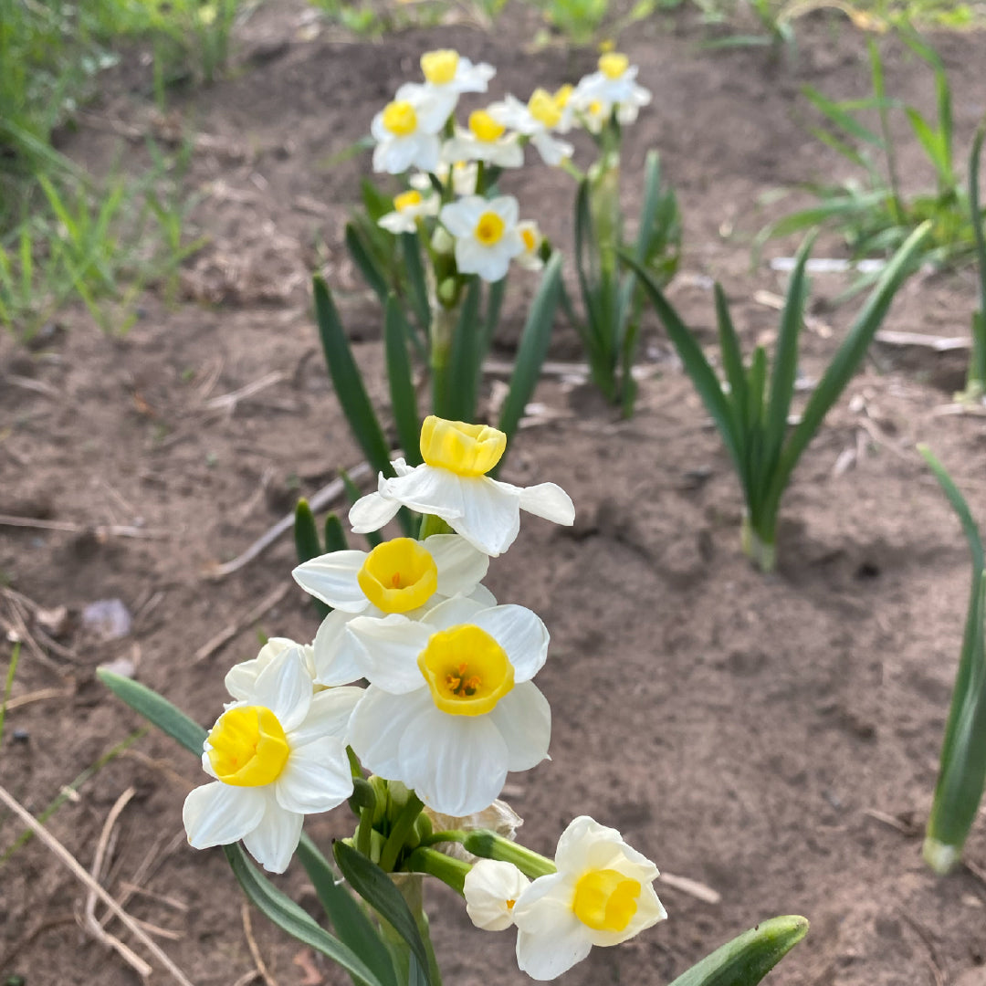 Avalanche Daffodil