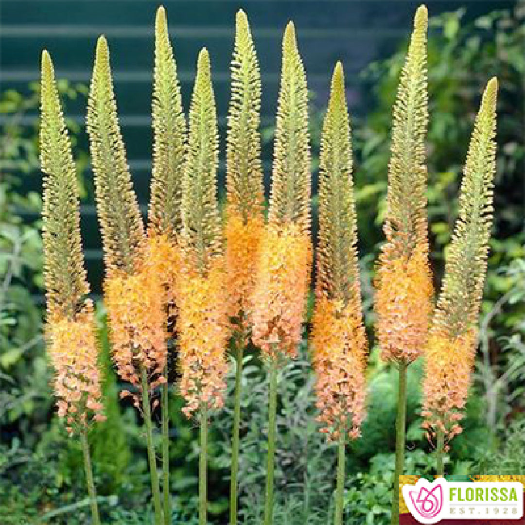 Foxtail Lilies Copper