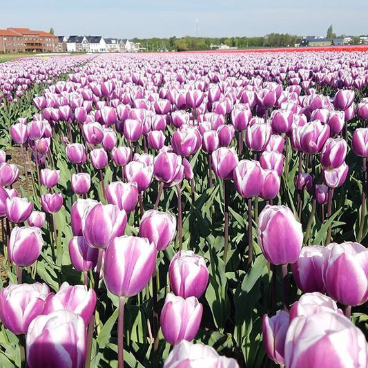 Pink Star Tulip Bulb