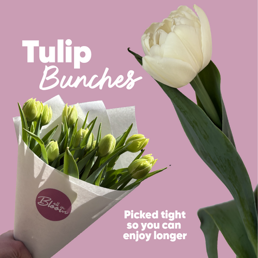 Tulip Bunch - PreOrder