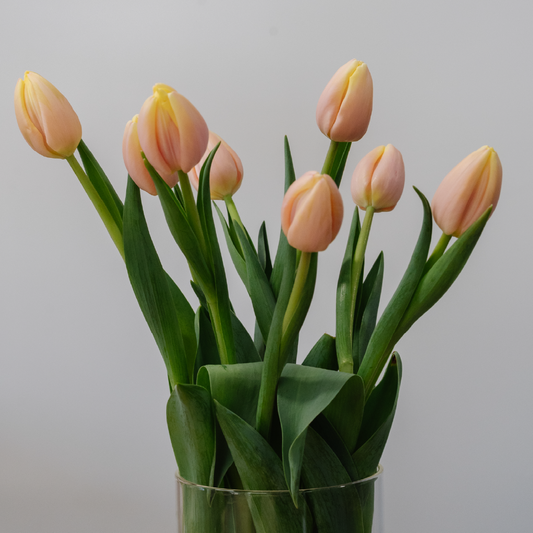 Tulip Bunch - Ready For Pick Up