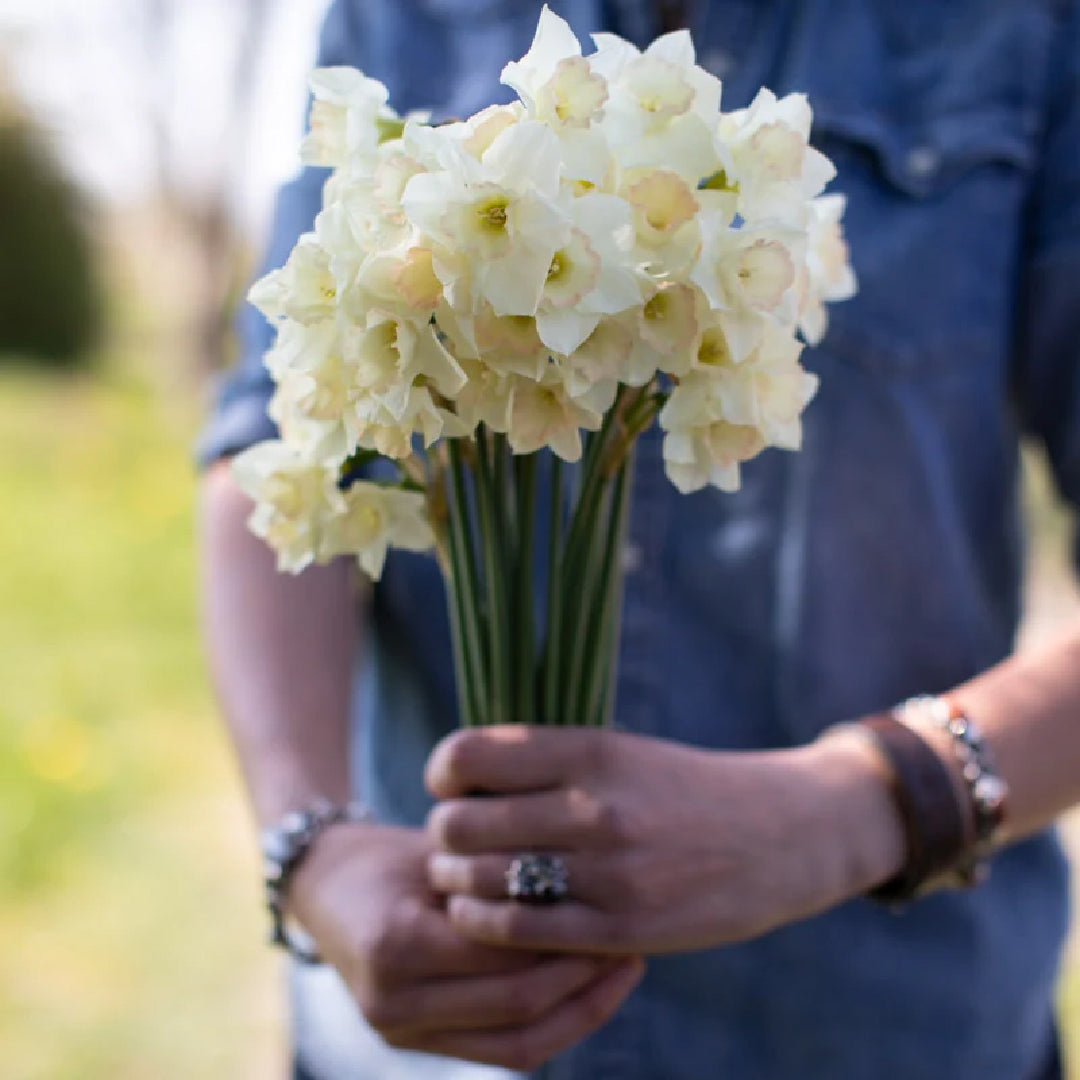 Cosmopolitan Daffodil