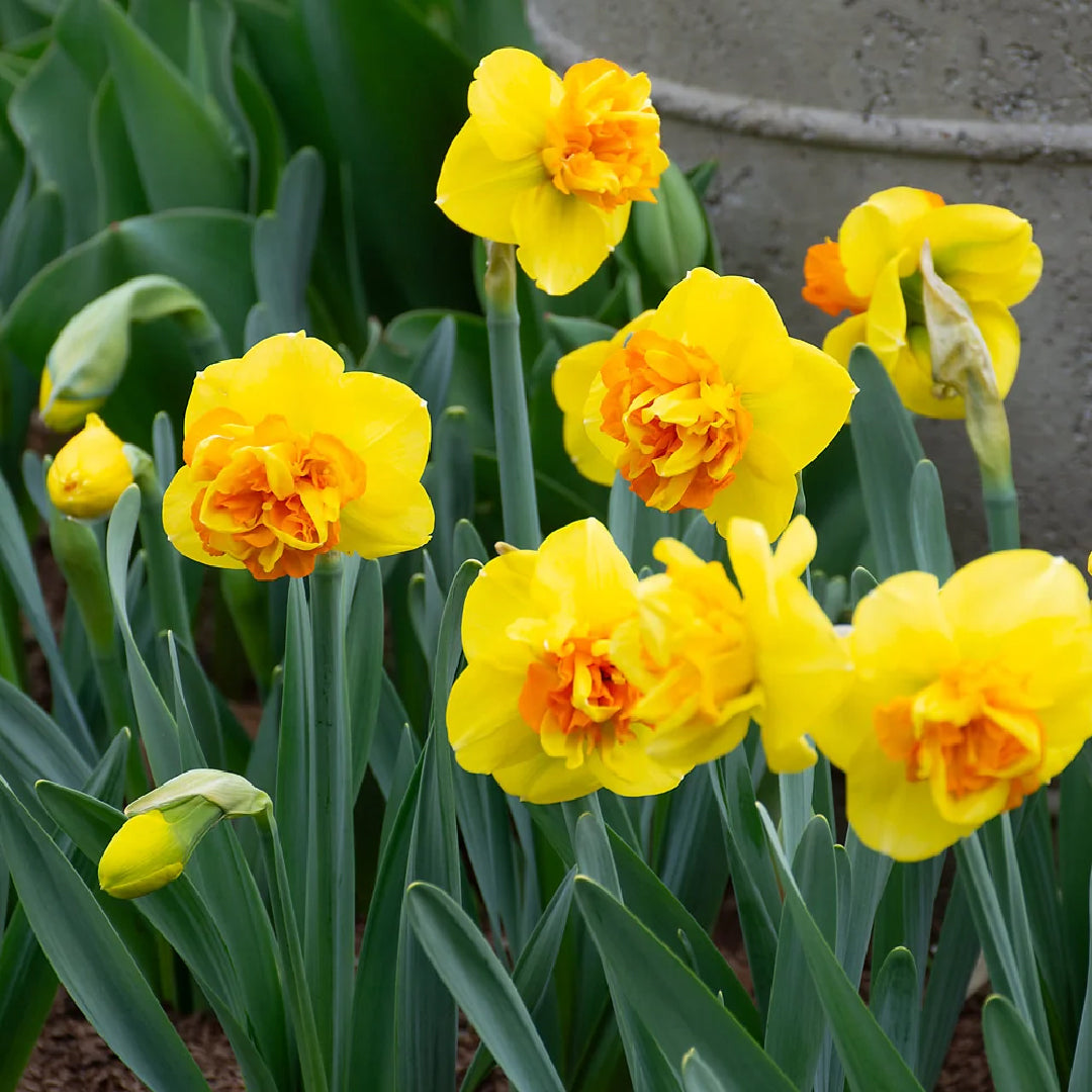Sizzling Fire Daffodil