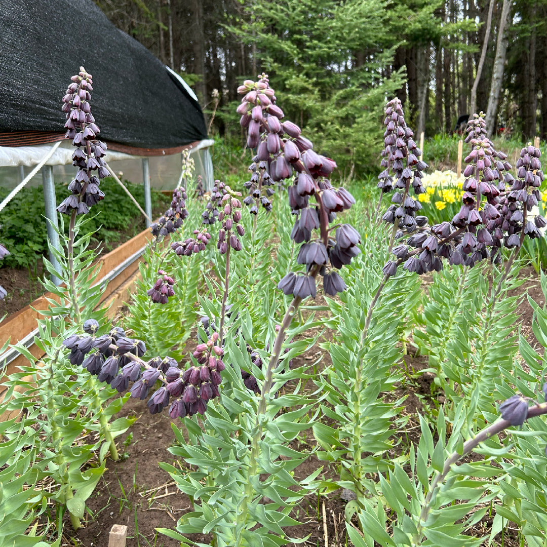 Fritillaria Persica