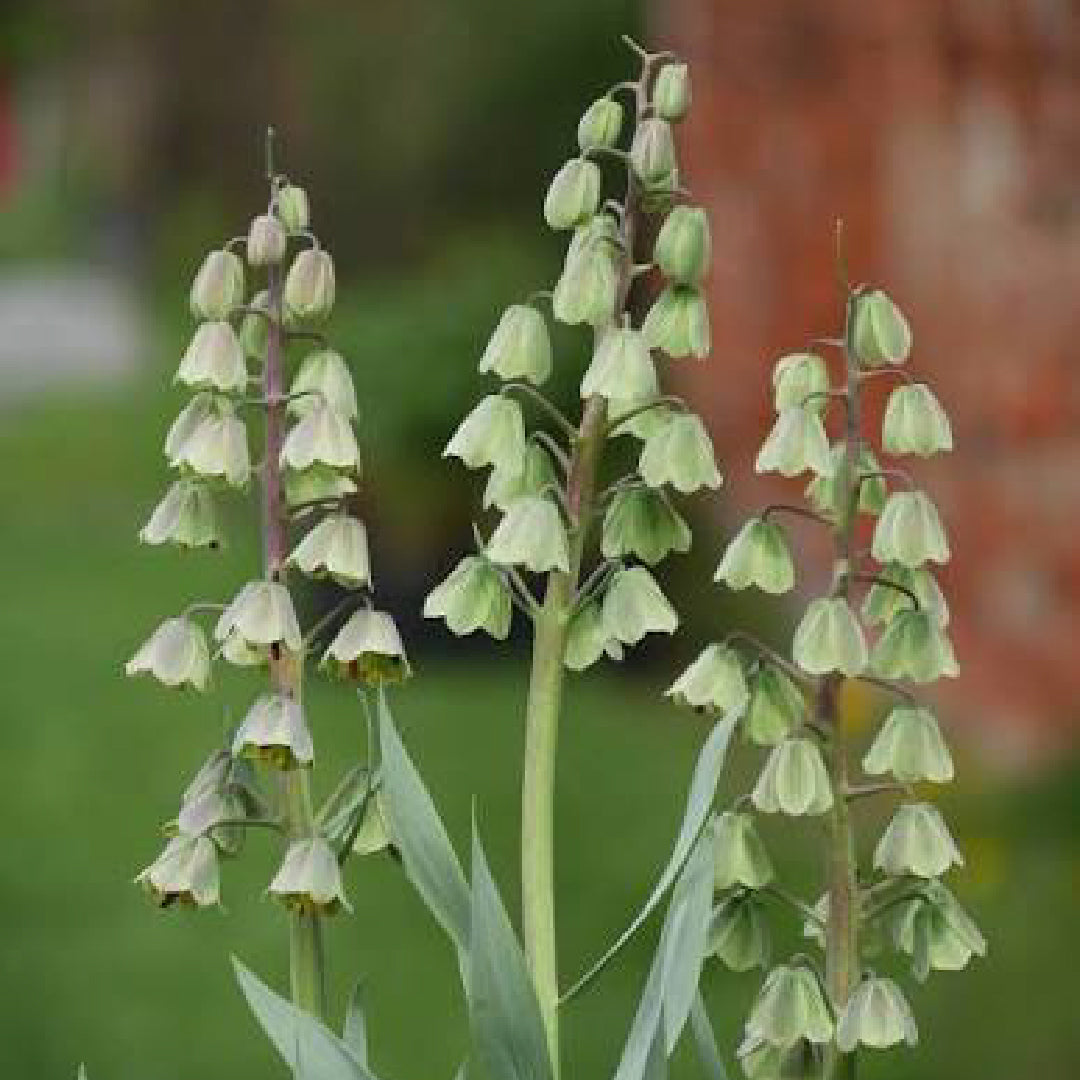 Fritillaria Ivory Bells