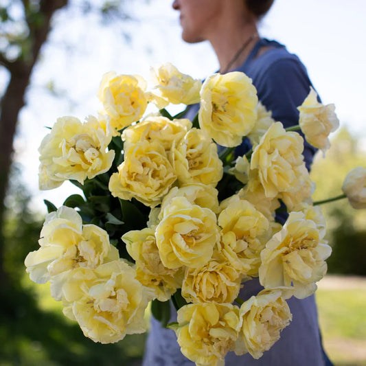 Avant Garde Tulip Bulb