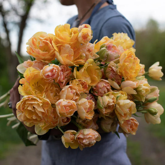 Charming Beauty Tulip Bulb