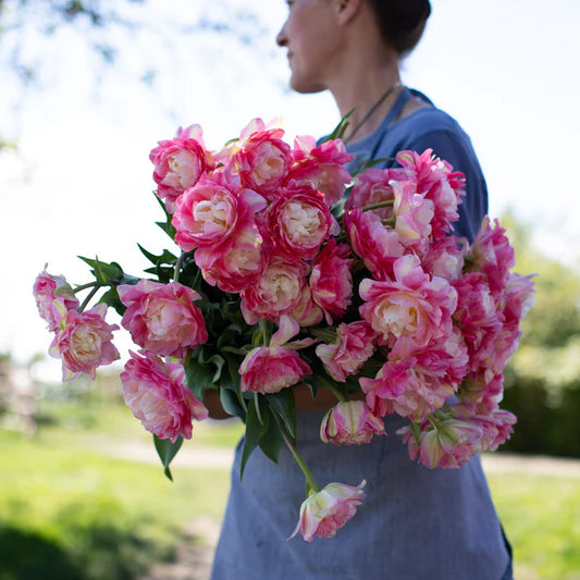 Double Sugar Tulip Bulb
