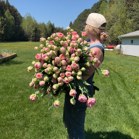 Strawberry Cream Tulip Bunch