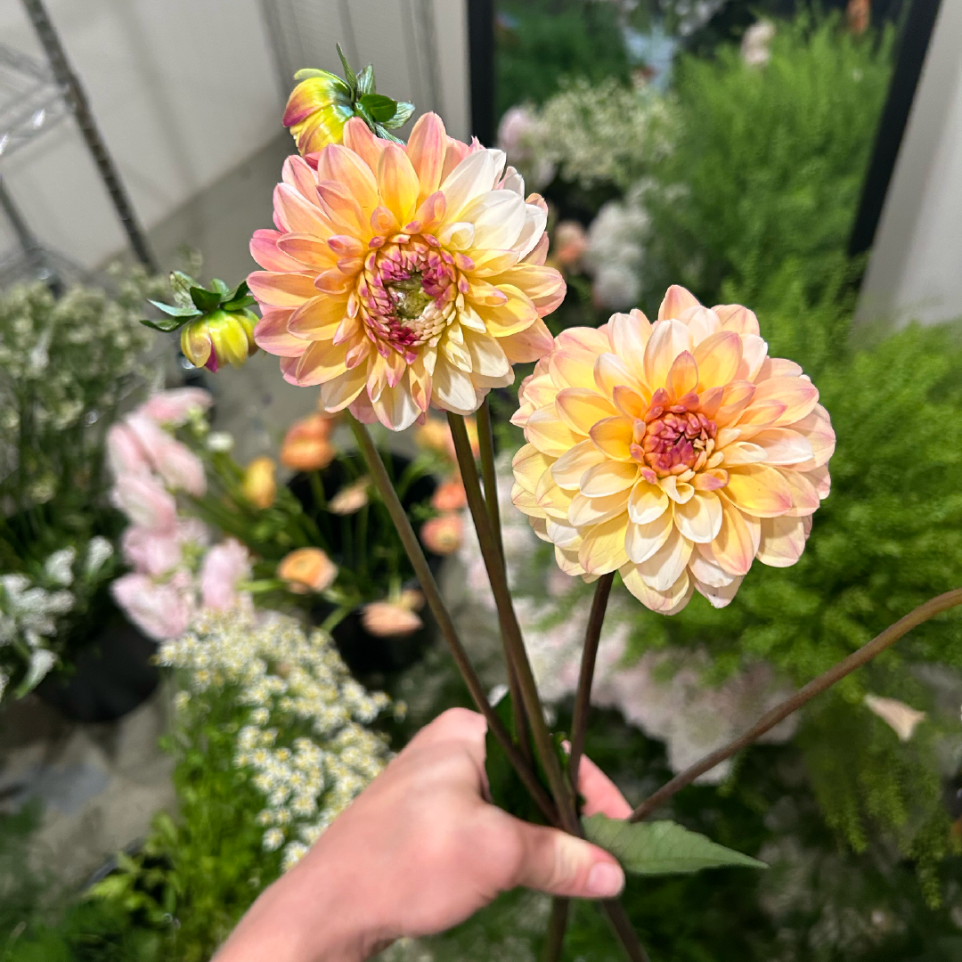 Double Jill Dahlia