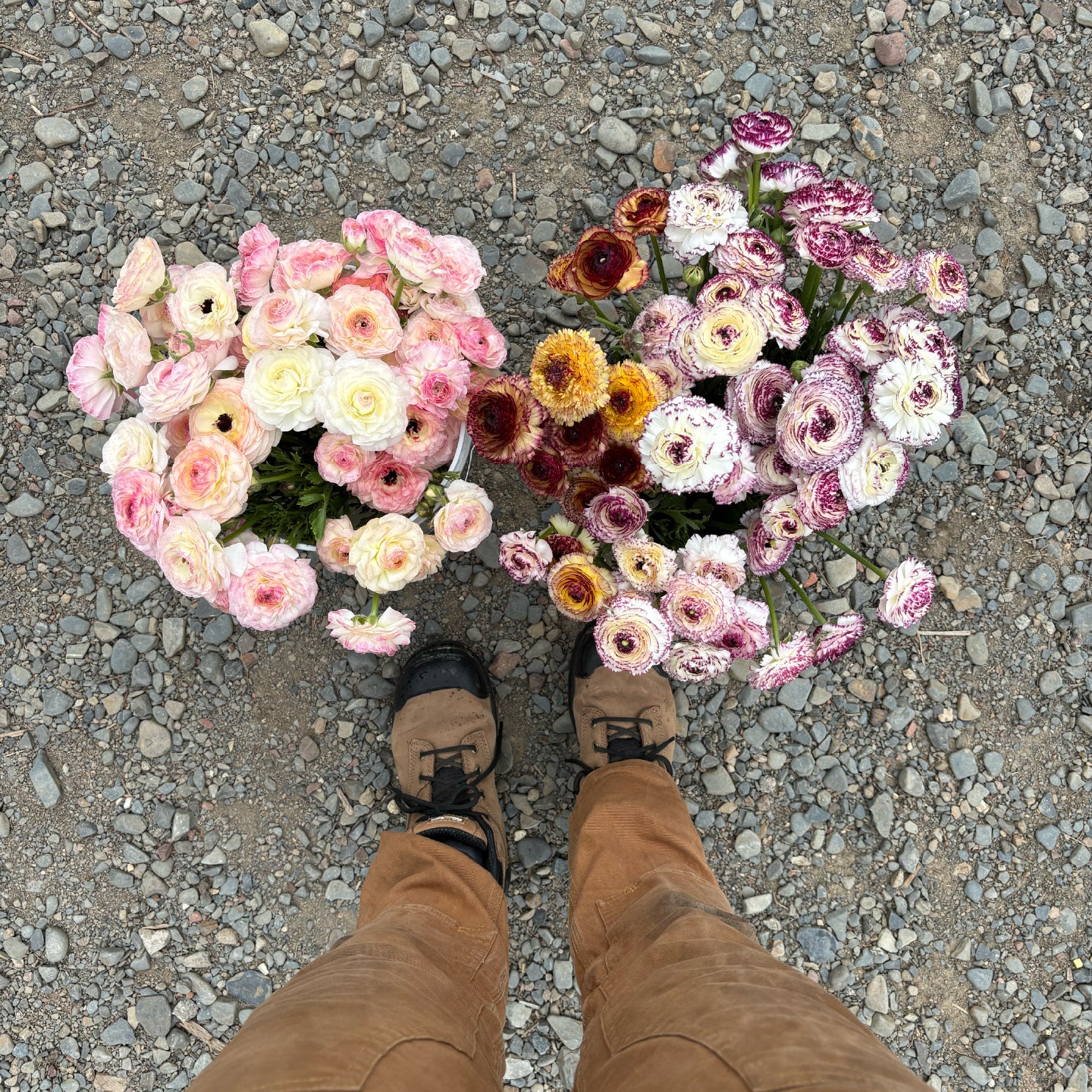 Ranunculus Bouquet
