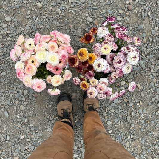 Ranunculus Bouquet