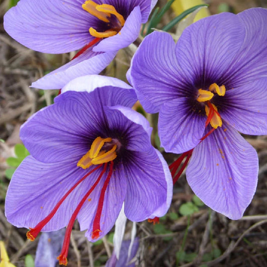 Saffron Crocus