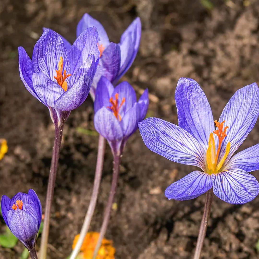 Saffron Crocus