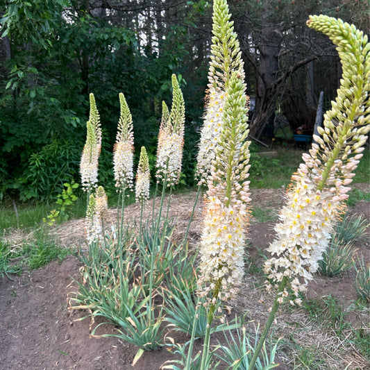 Foxtail Lilies Pink