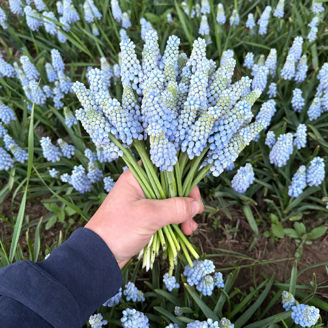 Muscari Mix