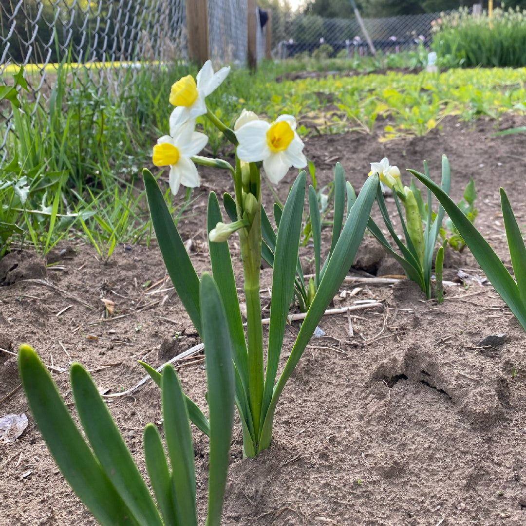 Avalanche Daffodil