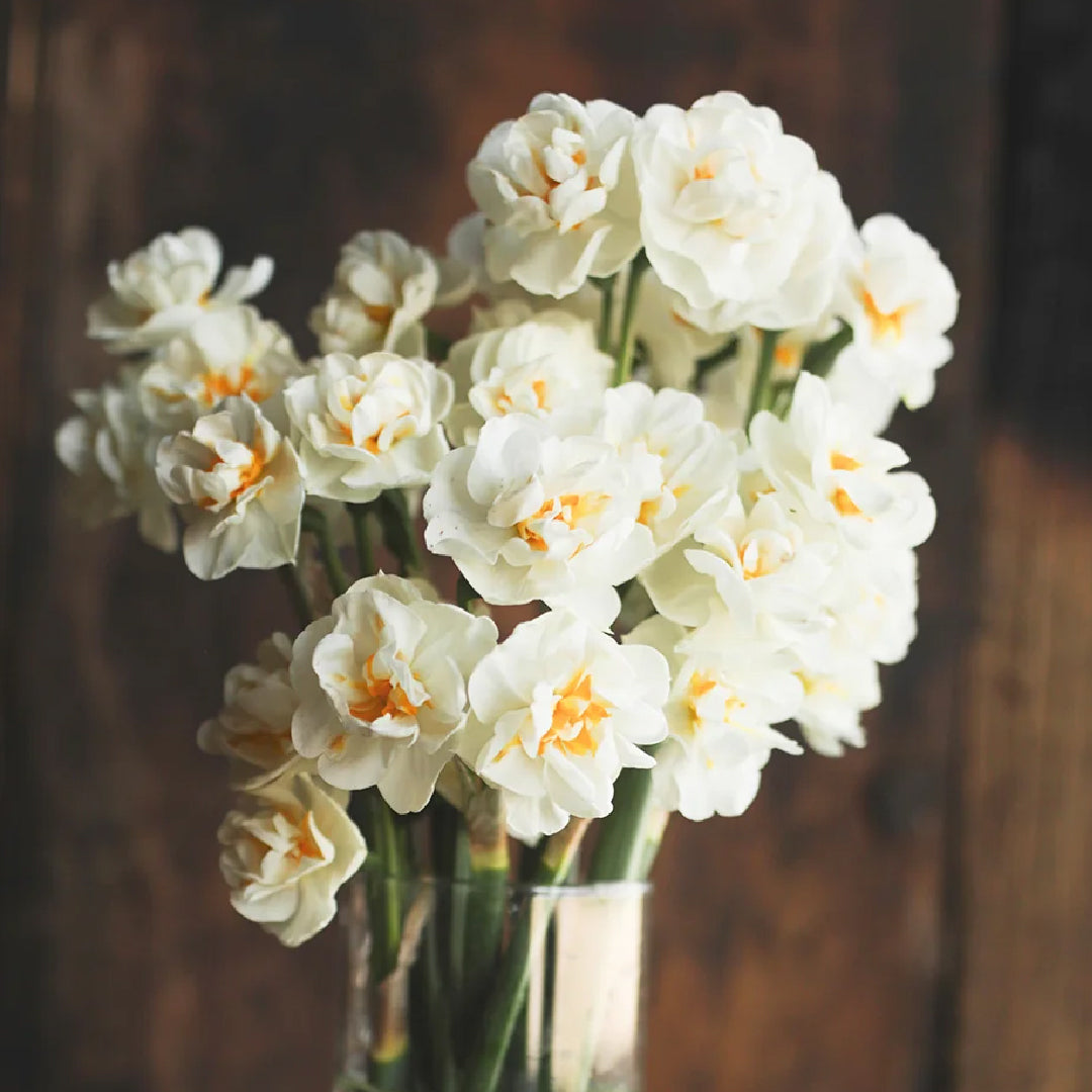 Bridal Crown Daffodil