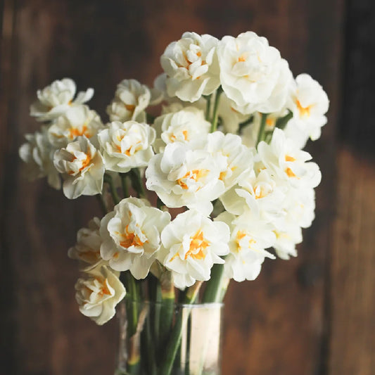 Bridal Crown Daffodil