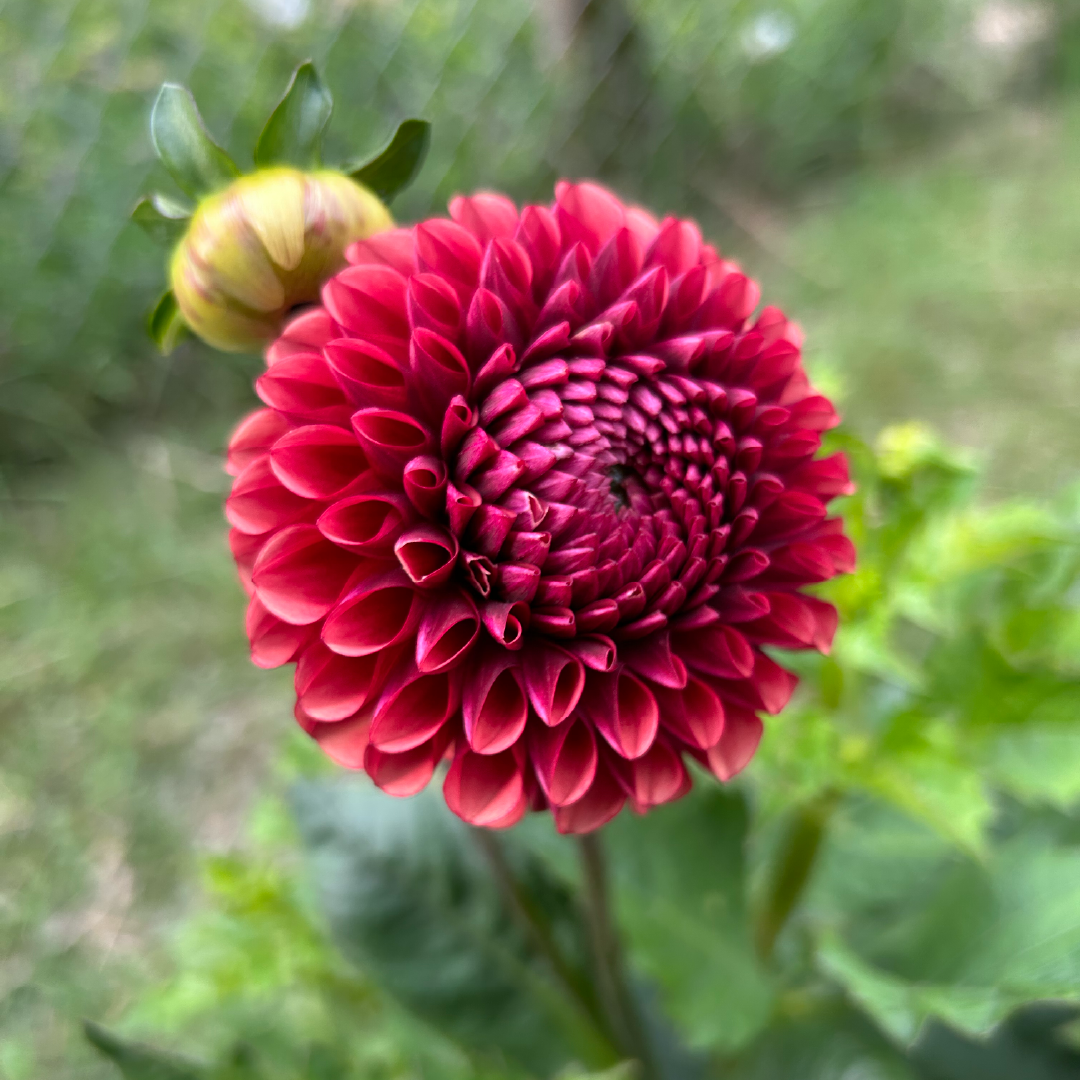 Copper Boy Dahlia
