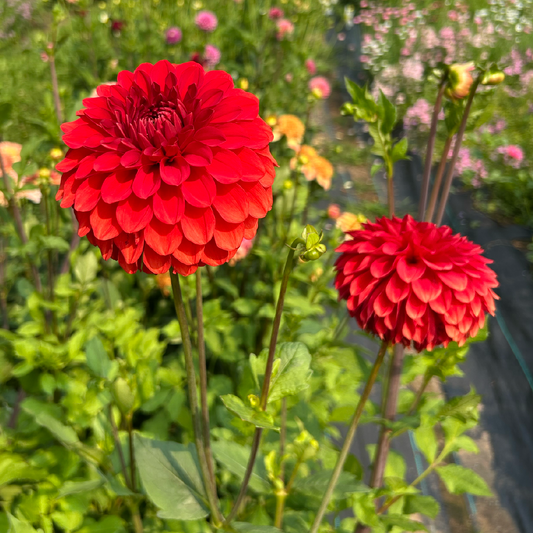 Aundrey Grace Dahlia