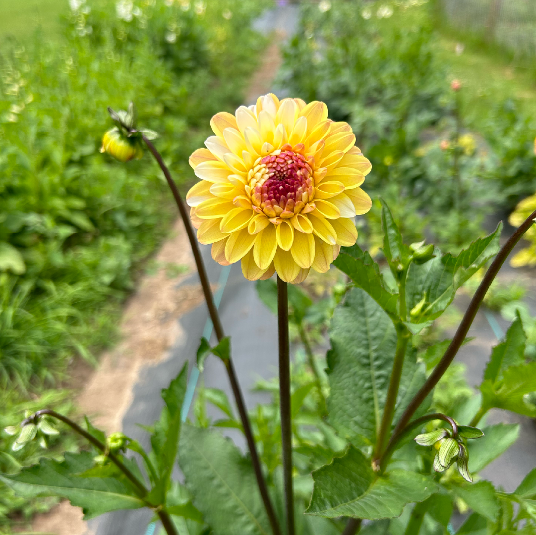 Double Jill Dahlia