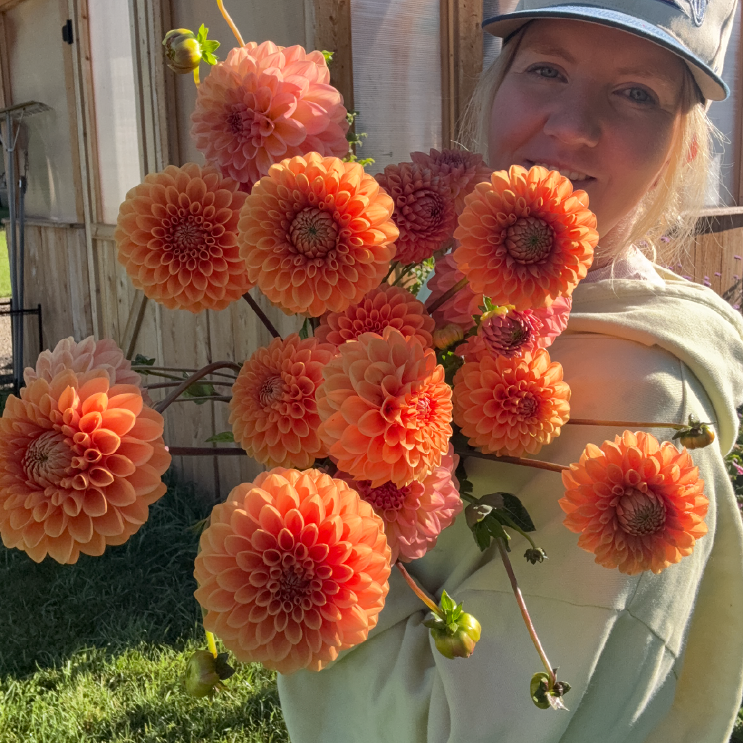 Maarn Dahlia