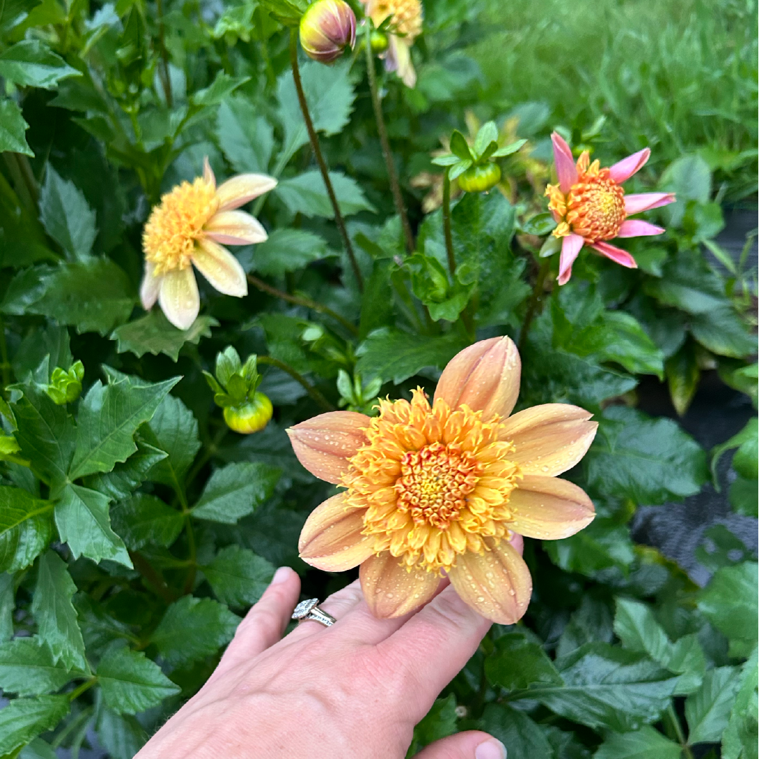 Sandia Brocade Dahlia