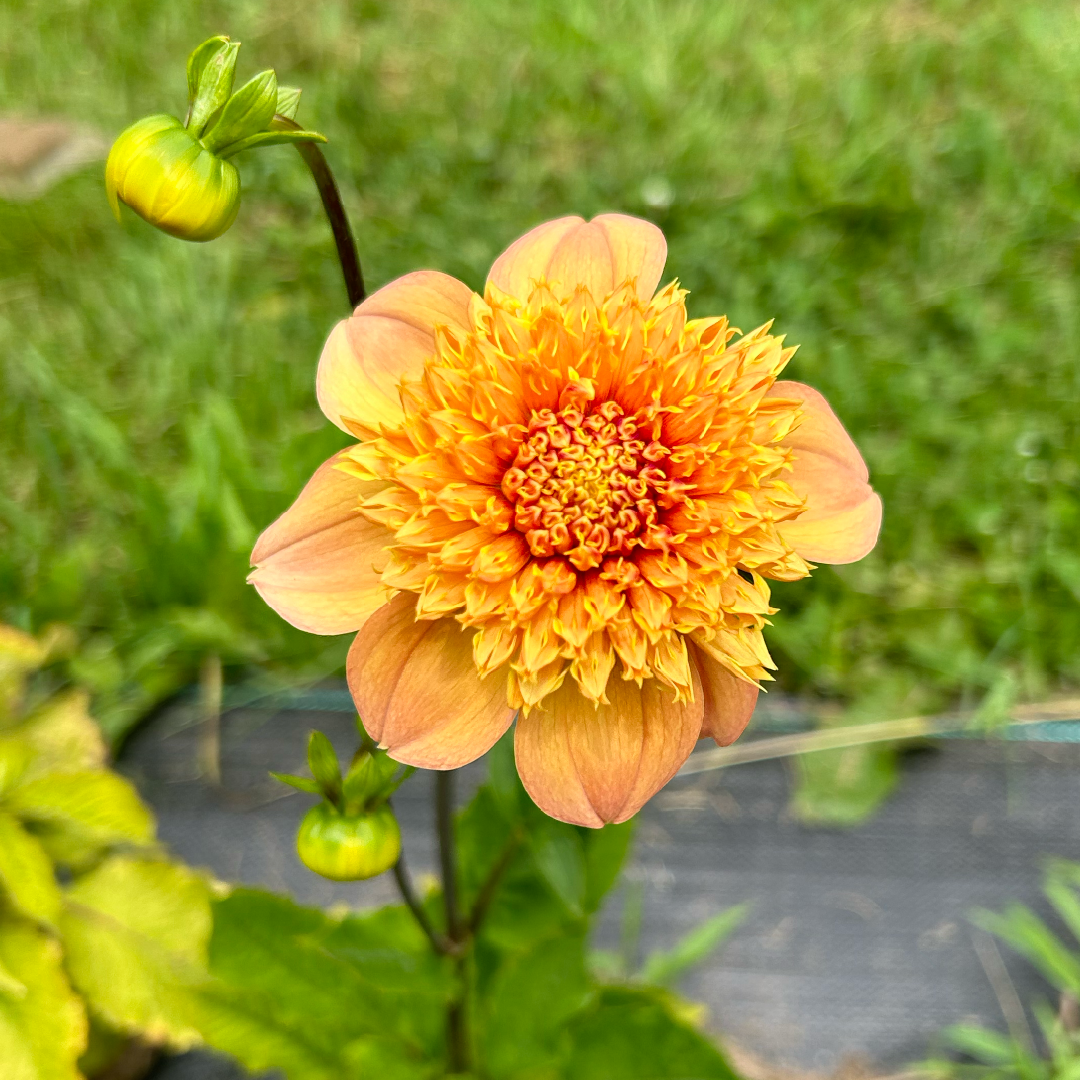 Sandia Brocade Dahlia