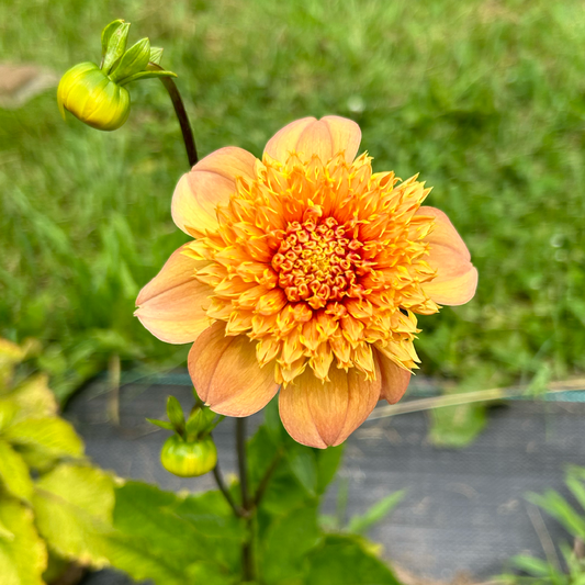 Sandia Brocade Dahlia